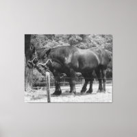 Draught Horse Pair Resting