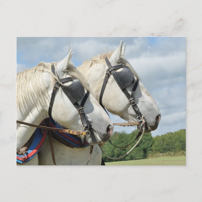 Draught horse portrait postcard (Front)