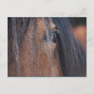 Draught Horse Postcard
