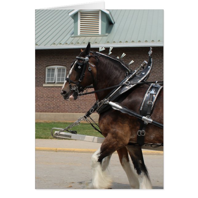 Draught Horses at a State Fair (Front)
