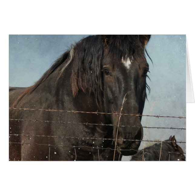 Draught Horses in a pasture (Front Horizontal)