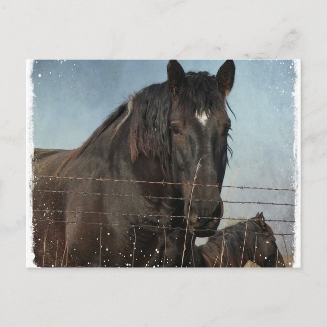 Draught Horses in a pasture Postcard (Front)