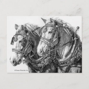 Draught Horses Pen Drawing Postcard