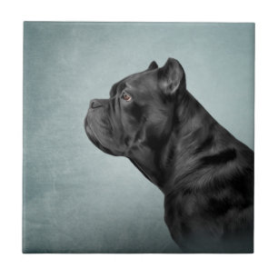 Drawing dog Cane Corso - Italian Mastiff Tile