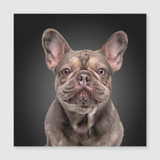 Drawing dog French Bulldog Notepad Throw Pillow