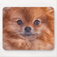 Drawing Dog Pomeranian Spitz