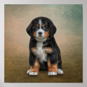 Drawing puppy Bernese Mountain Dog Poster