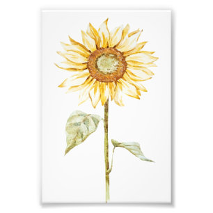 Drawing Sunflower - Vintage Funny Birthday Gift Photo Print
