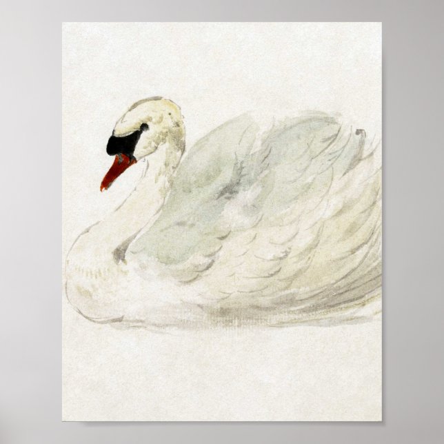 Drawing swan by Aert Schouman  Poster (Front)