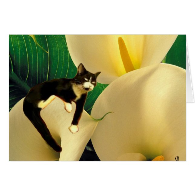 Dream Cat (Front Horizontal)