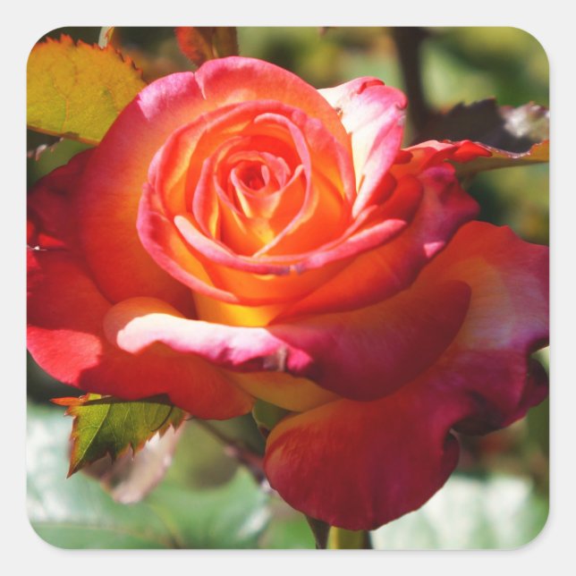 Dream Come True Rose #2 Stickers (Front)