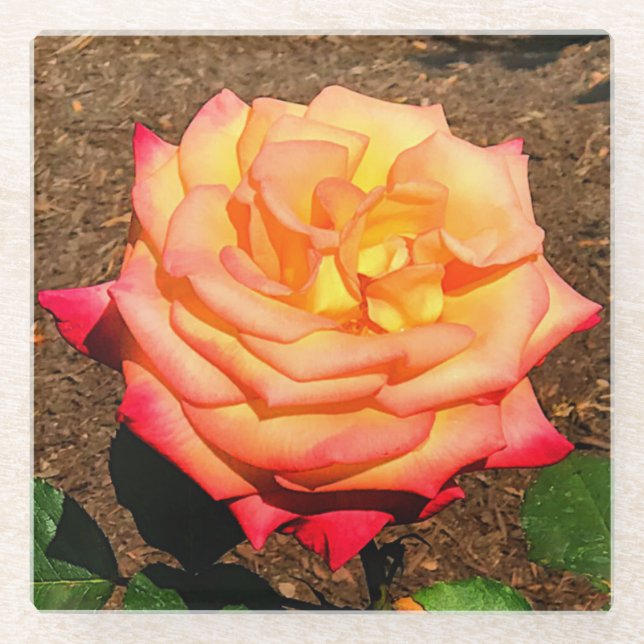 Dream Come True Rose #3 Glass Coaster (Front)