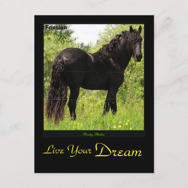 Dreamin' Friesian Postcard (Front)