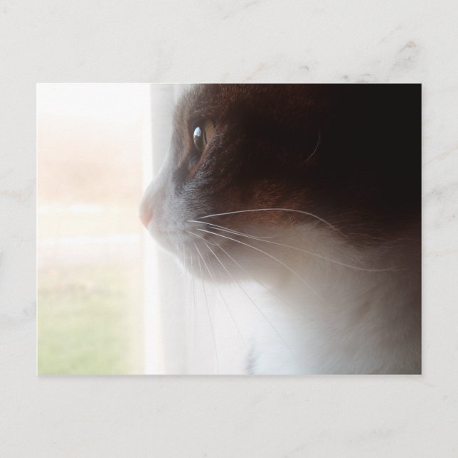 Dreaming cat postcard (Front)