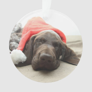 Dreaming of Santa - German Shorthair Puppy Ornament