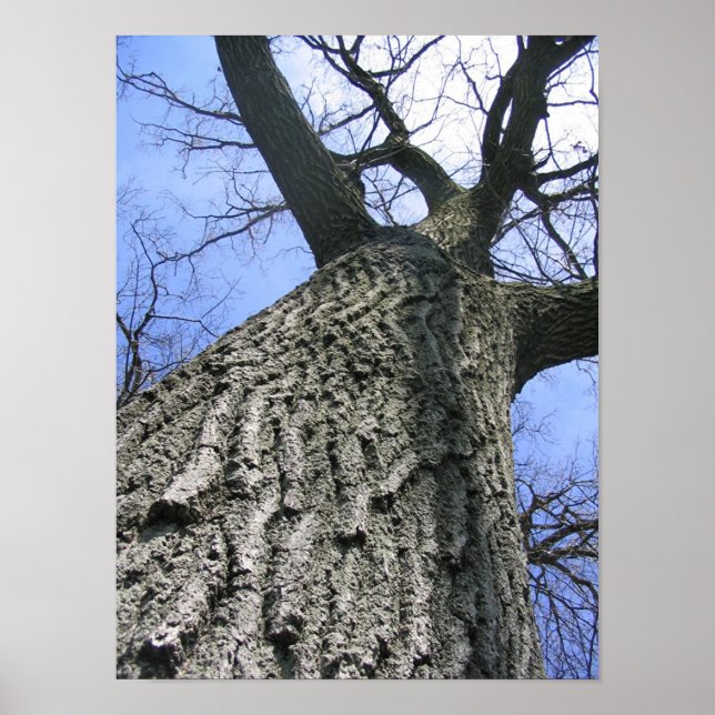 Dreaming Tree Poster (Front)