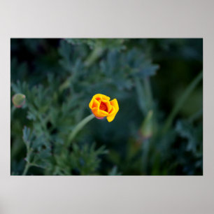 Dreamy California poppy Poster