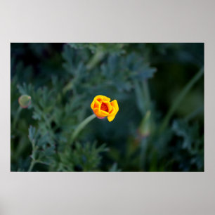 Dreamy California poppy Poster