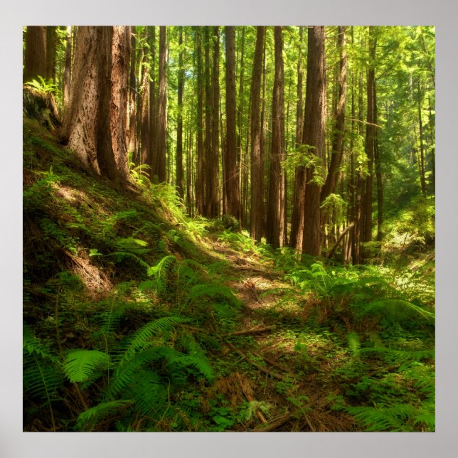 Dreamy California Redwoods Poster (Front)