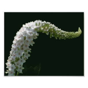 Dreamy Curling White Wildflower 8x10 Photo Print