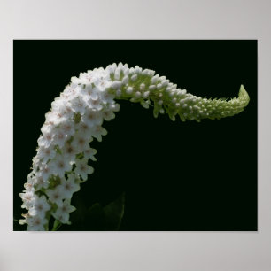 Dreamy Curling White Wildflower Poster