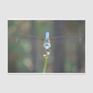 Dreamy Dragonfly tissue paper