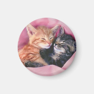 dreamy kittens magnet