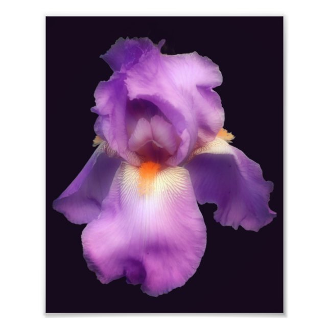 Dreamy Lavender Bearded Iris Flower 8x10 Photo Print (Front)
