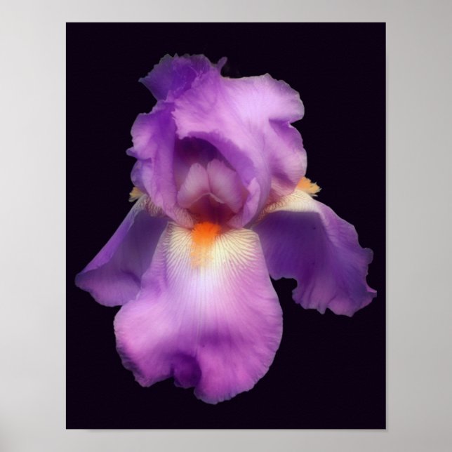 Dreamy Lavender Bearded Iris Flower Poster (Front)