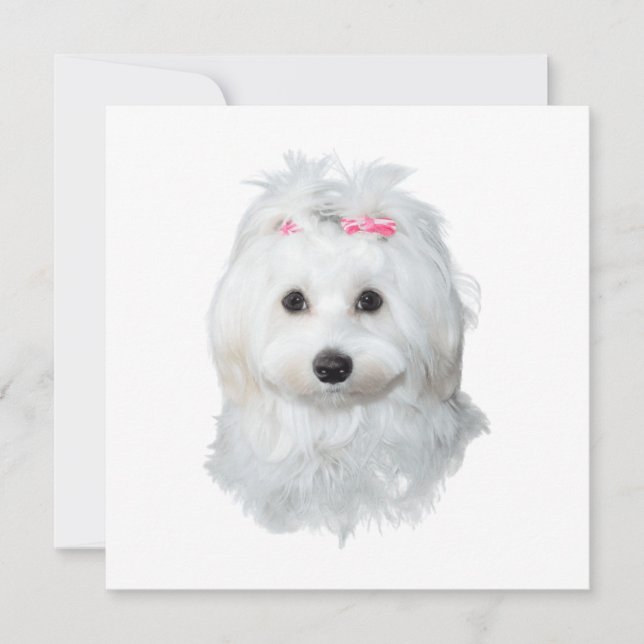 Dreamy Maltese Delightful Pup (Front)