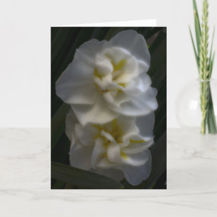 Dreamy Narcissus Daffodils Card