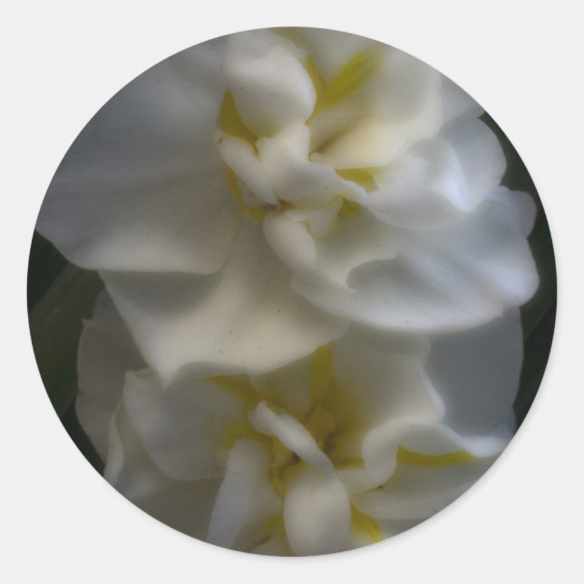 Dreamy Narcissus Daffodils Classic Round Sticker (Front)
