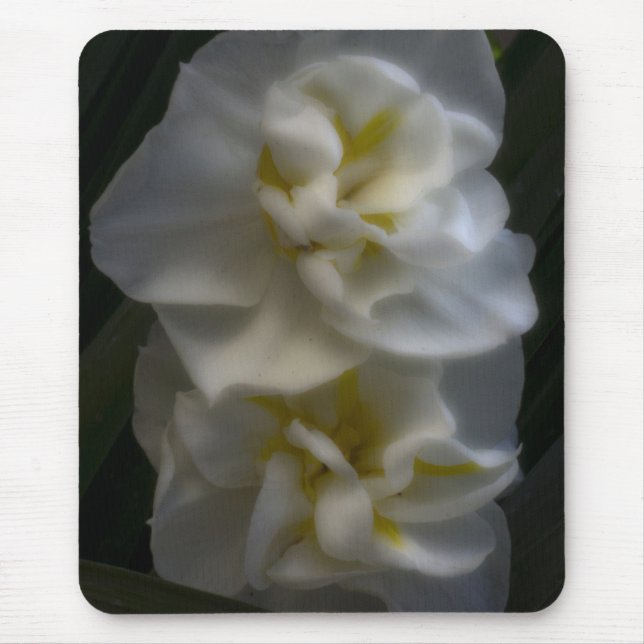 Dreamy Narcissus Daffodils Mouse Pad (Front)