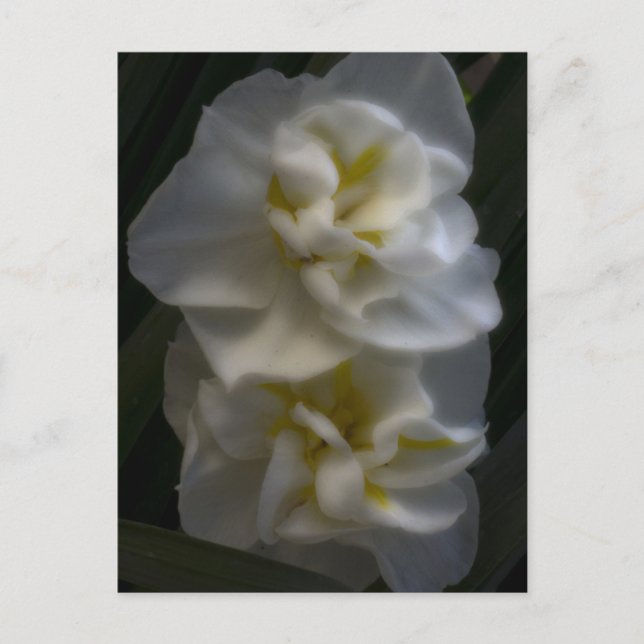 Dreamy Narcissus Daffodils Postcard (Front)