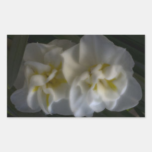 Dreamy Narcissus Daffodils Rectangular Sticker