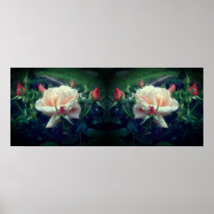 Dreamy Peach Rose And Buds Mirror Abstract Poster