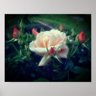 Dreamy Peach Rose And Buds  Poster