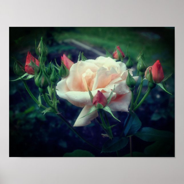 Dreamy Peach Rose And Buds  Poster (Front)