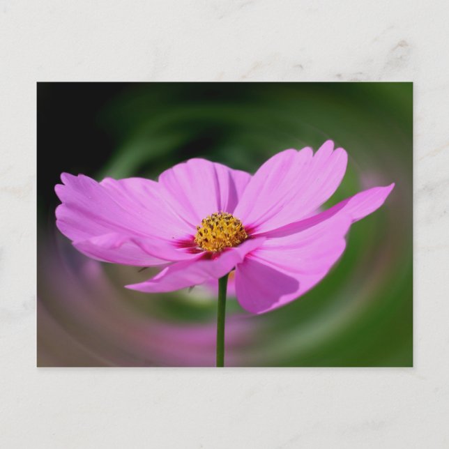 Dreamy Pink Cosmos Flower Nature Postcard (Front)