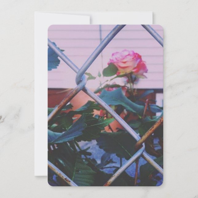 Dreamy Roses (Blank Card) Holiday Card (Front)