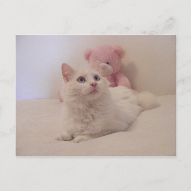 Dreamy Spoiled Kitty Card (Front)