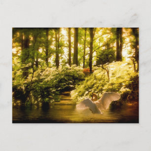 Dreamy Swan Postcard