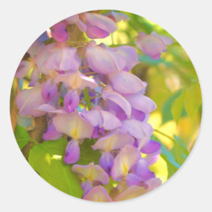 Dreamy Wisteria Flower  Classic Round Sticker