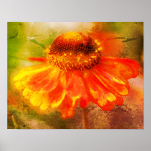 Dreamy Zinnia Flower Distressed Art Poster