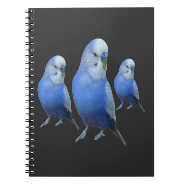 drei blaue Wellensittiche Notebook (Front)