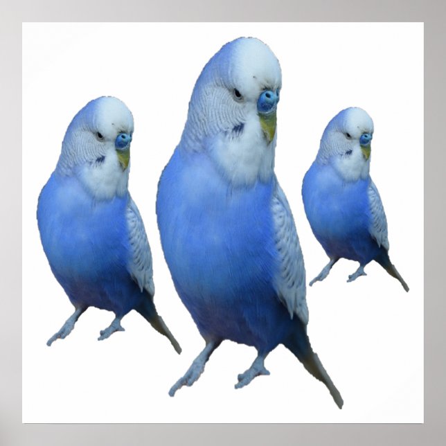 drei blaue Wellensittiche Poster (Front)
