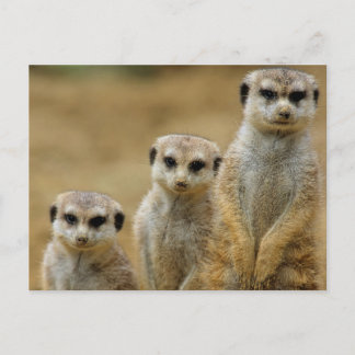 drei Erdmaennchen (Suricata suricatta) Postcard
