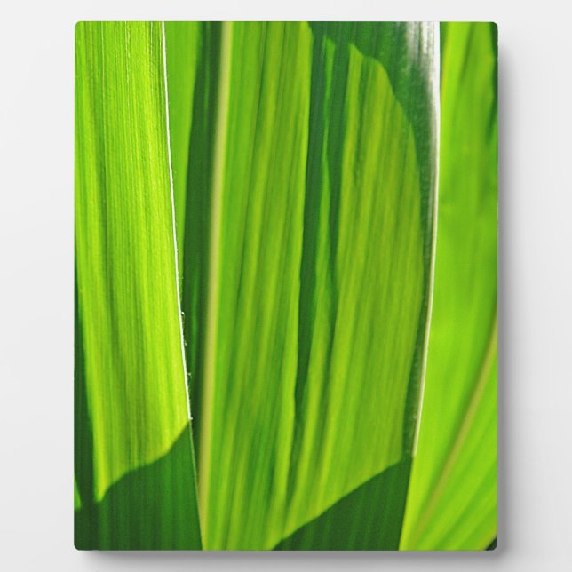 Drei grüne Maisblätter Plaque (Front)