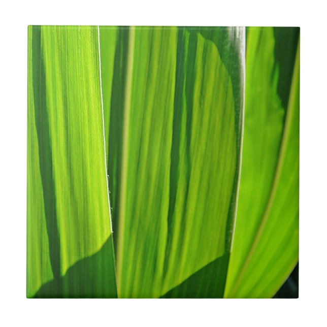 Drei grüne Maisblätter Tile (Front)