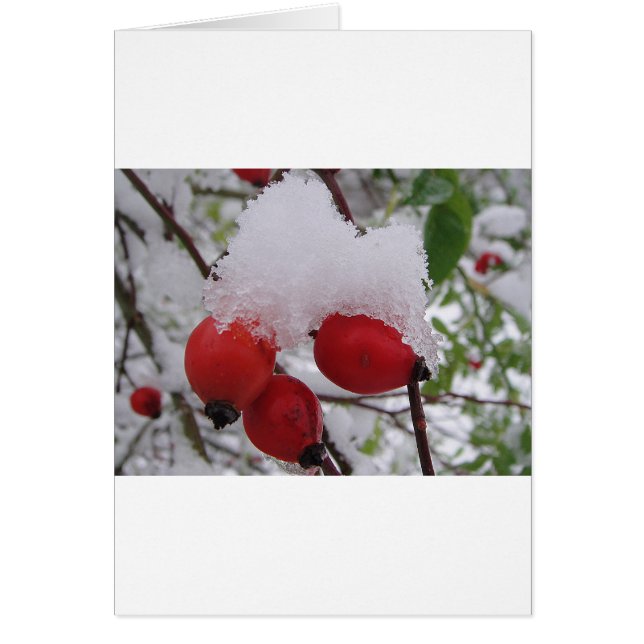 Drei Hagebutten mit Schnee (Front)